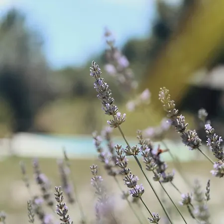 Pura - In Nature Oliveira do Hospital