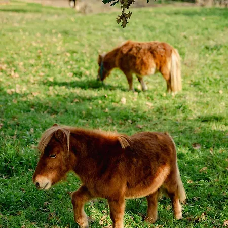 Dom wakacyjny Pura - In Nature