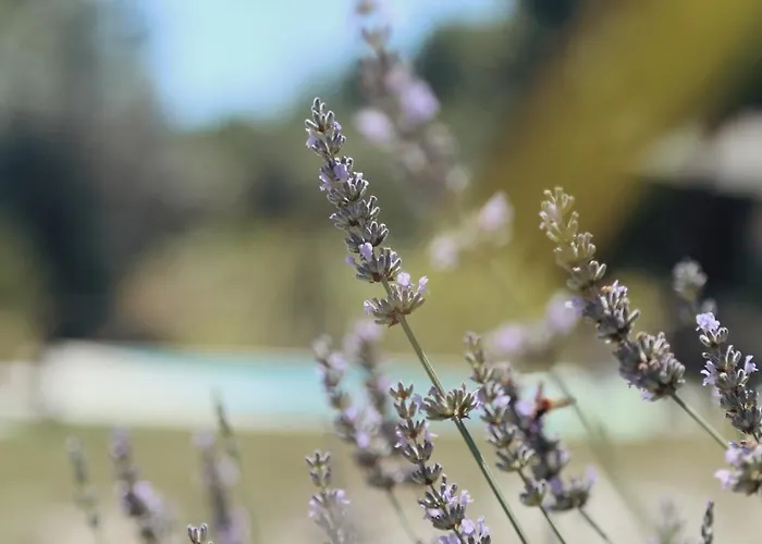 Pura - In Nature オリヴェイラ・ド・オスピタル