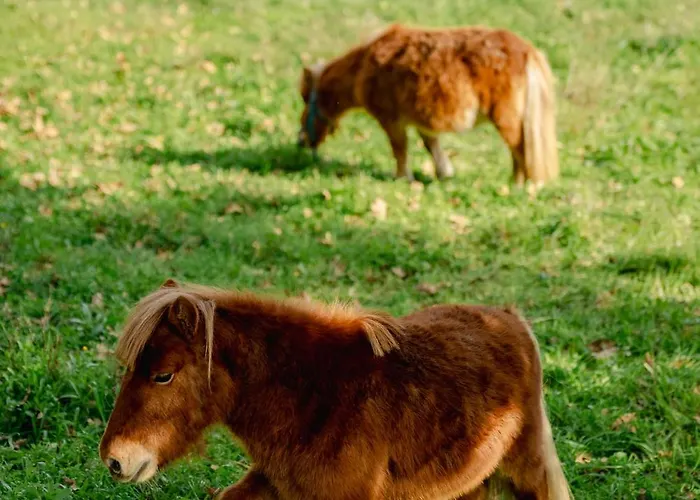 別荘 Pura - In Nature